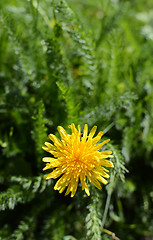 Image showing Sunny yellow dandelion flower 