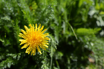 Image showing Bright yellow dandelion among lush green weeds