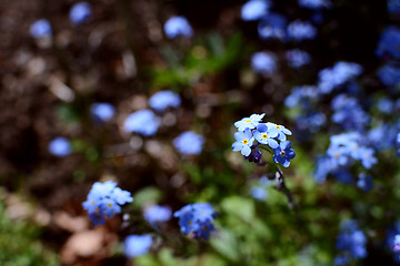 Image showing Forget-me-not flowers 