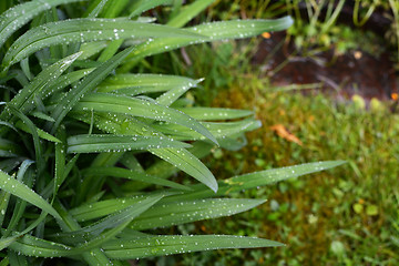 Image showing Raindrops cover long green leaves