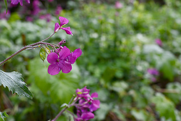 Image showing Purple honesty flowers caught in the rain