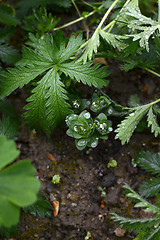 Image showing Rain drops gather on foliage of sedum