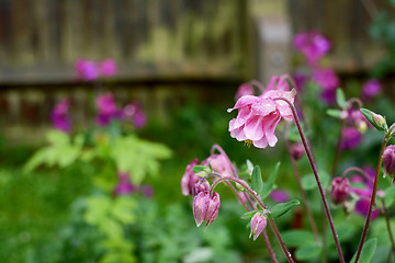 Image showing Pink aquilegia flowers covered in raindrops