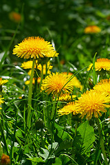 Image showing Dandelion flowering close-up