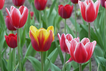 Image showing Tulip flowering close-up