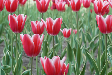 Image showing Red Tulip flowering close-up