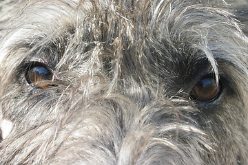 Image showing Deerhound Eyes