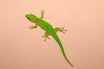 Image showing Phelsuma madagascariensis day gecko, Madagascar