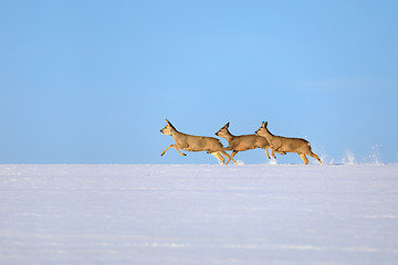 Image showing does running on snowy horizon