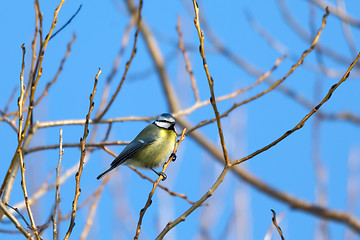 Image showing beautiful small bird great tit in winter