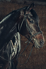 Image showing Eye, horse\'s muzzle as a background, backdrop or wallpaper.