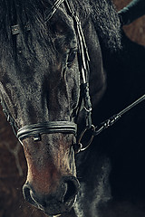 Image showing Eye, horse\'s muzzle as a background, backdrop or wallpaper.