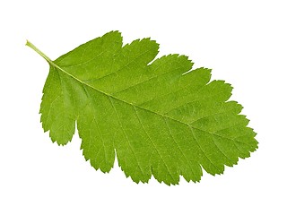 Image showing Green leaf on white