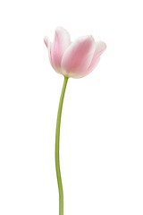 Image showing Pink tulip on white