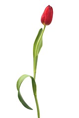 Image showing Red tulip on white