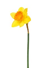 Image showing Daffodil on white