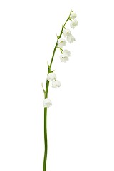 Image showing Lily of the valley