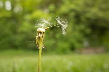 Image showing a gone dandelion blossom