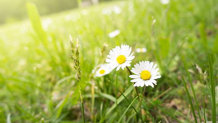 Image showing two daisy flowers in the green grass