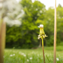 Image showing a gone dandelion blossom