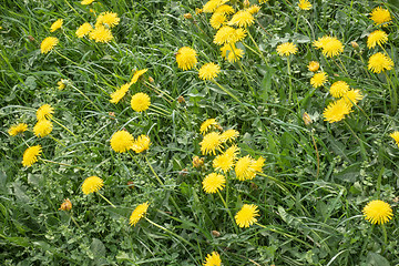 Image showing typical dandelion meadow