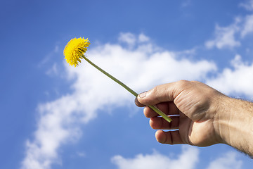 Image showing a man holding a dandelion flower to the blue sky