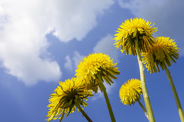 Image showing some typical dandelion flowers