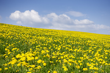 Image showing a beautiful yellow dandelion meadow