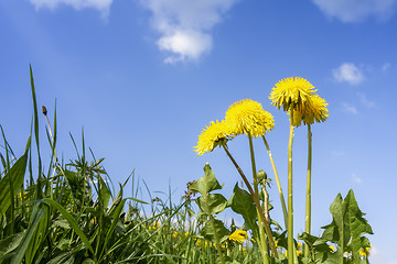 Image showing some typical dandelion flowers