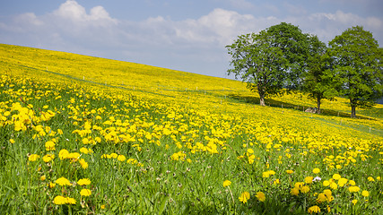 Image showing a beautiful yellow dandelion meadow