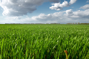 Image showing Green field and blue sky