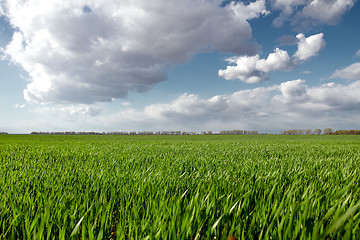 Image showing Green field and blue sky