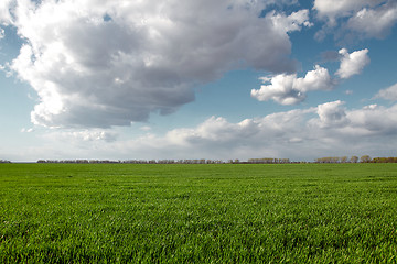 Image showing Green field and blue sky