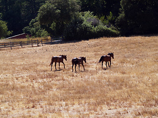 Image showing Three horses in a large field moving