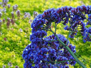 Image showing blue blossoms against yellow and green vegatation