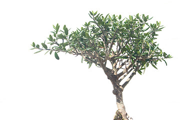 Image showing Bonsai