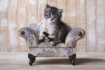 Image showing Cute Adorable Kitten Perfect for a Calendar