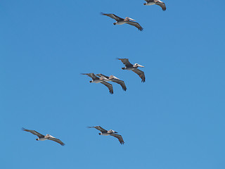 Image showing Pelicans gliding on air current in blue sky