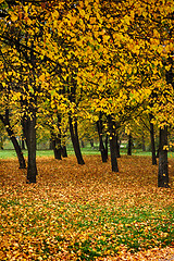 Image showing autumn color forest