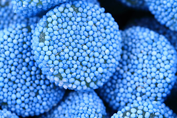 Image showing blue jelly gumdrop sweet background