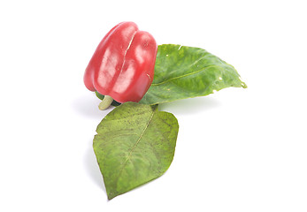 Image showing Red ball pepper on white