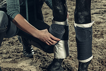 Image showing Bandaging horses\' legs with a bandage.