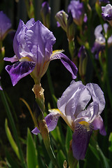 Image showing Iris flower