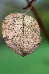 Image showing brown leaf