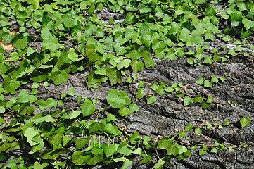 Image showing green ivy plant on tree trunk