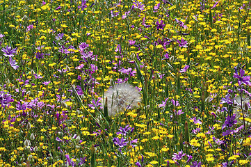 Image showing field of wild flowers in the spring