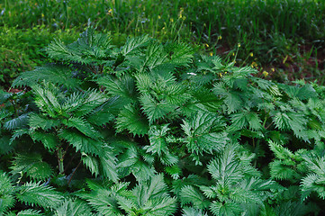 Image showing stinging nettle plant