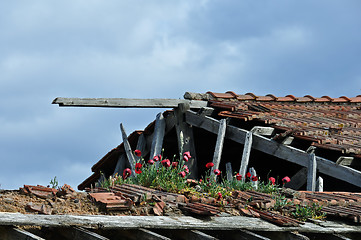 Image showing red flowers on roof of abandoned house