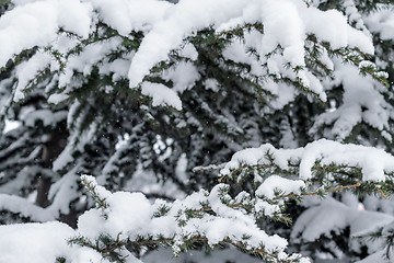 Image showing Spruce branches under the cap of snow