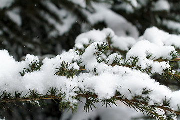 Image showing Winter Evergreen Branches Covered in Snow